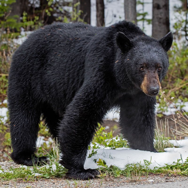 III. Habitat and Range of Black Bears
