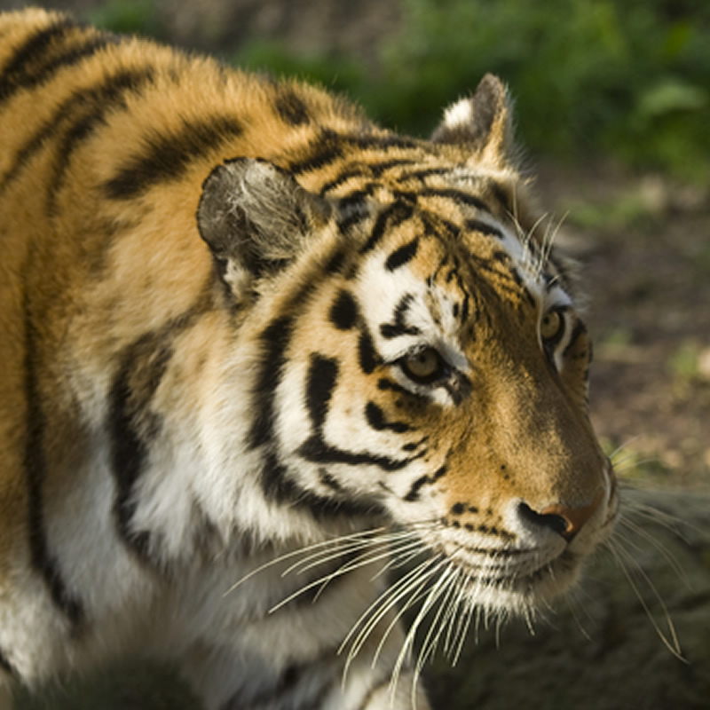 Amur Tiger | The Animal Spot