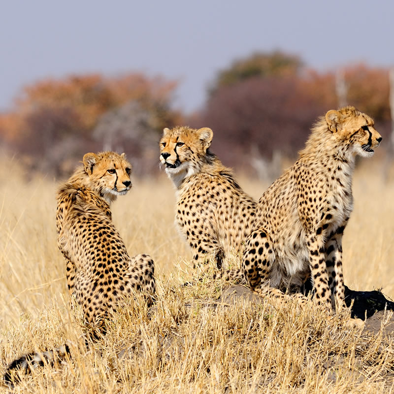 Cheetah | The Animal Spot