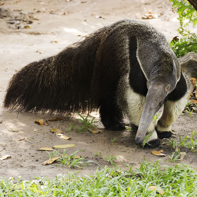 Giant Anteater | The Animal Spot