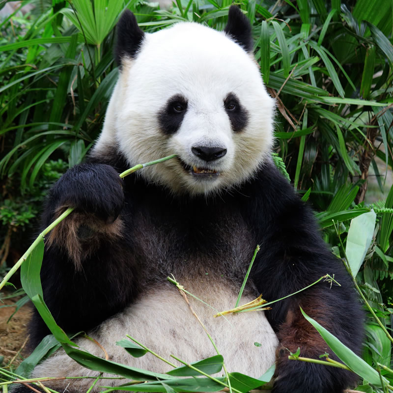 Giant Panda | The Animal Spot