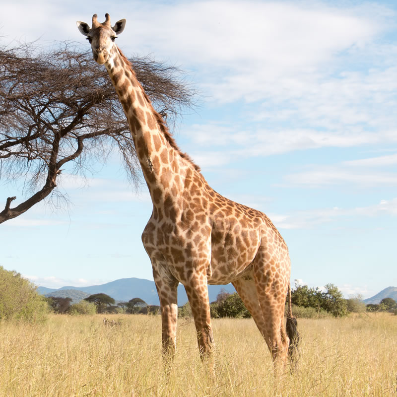 Giraffe | The Animal Spot
