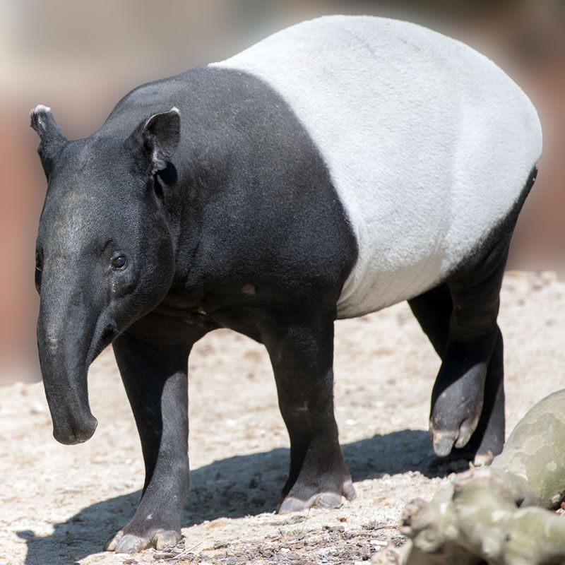 Malayan Tapir | The Animal Spot