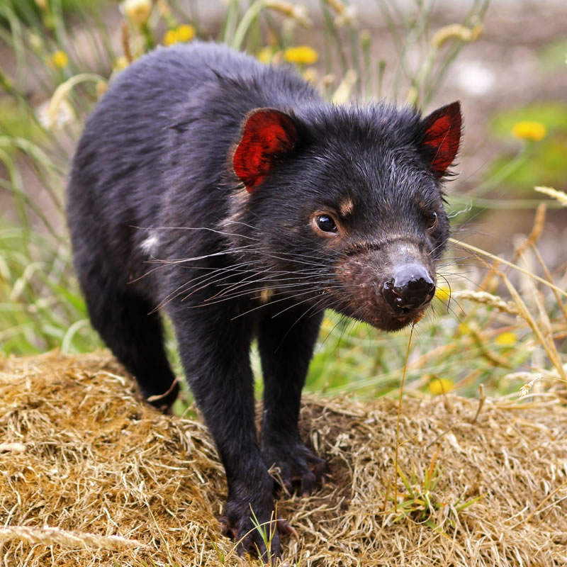 Southlands 00006 Tasmanian Devil Beutelteufel 2 13/16in Series Wild Animals 
