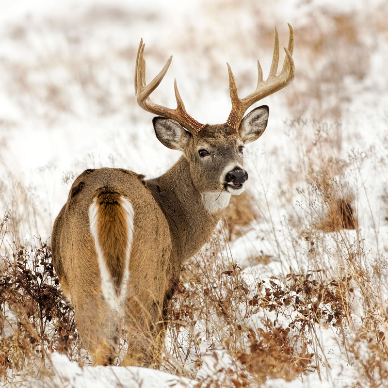 White-Tailed Deer | The Animal Spot