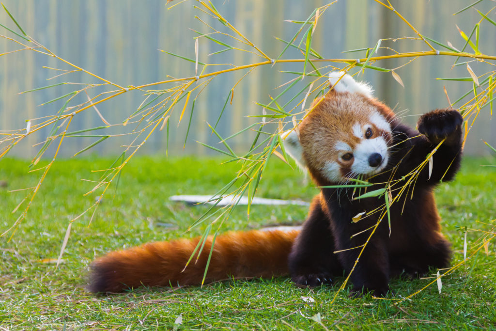 Red Panda | The Animal Spot