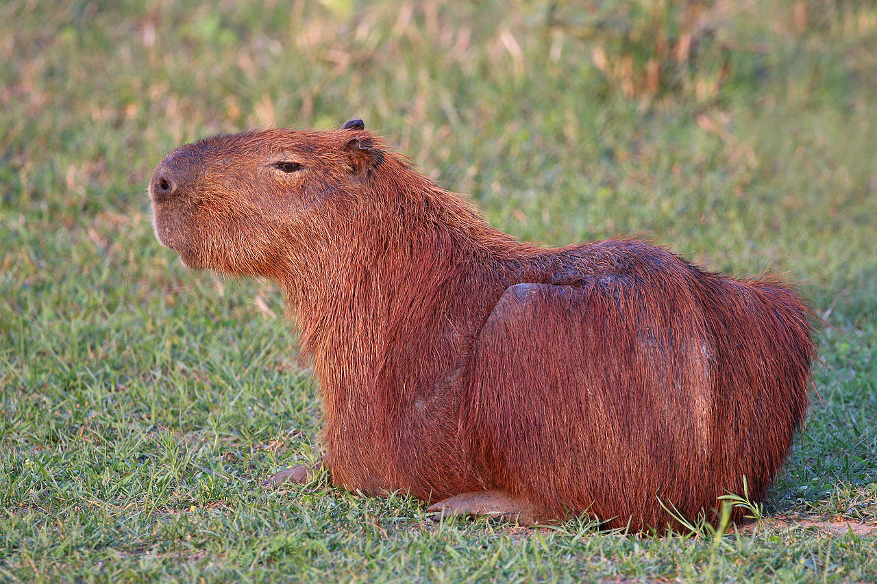 capybara-the-animal-spot