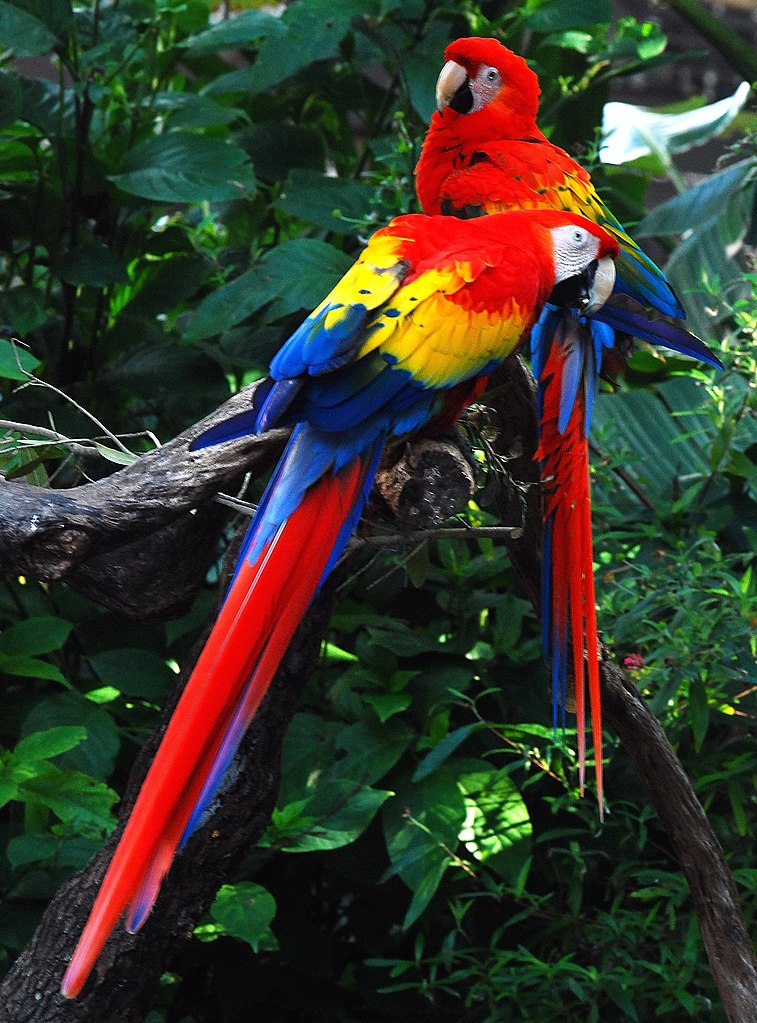 Scarlet Macaw | The Animal Spot